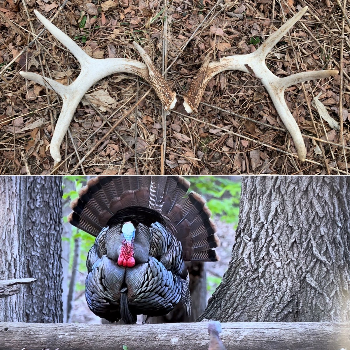 Which you lookin forward too more?! Stompin ground lookin for sheds or gettin after a gobbler or two?!

#shedseason #springiscoming #turkeyhunting