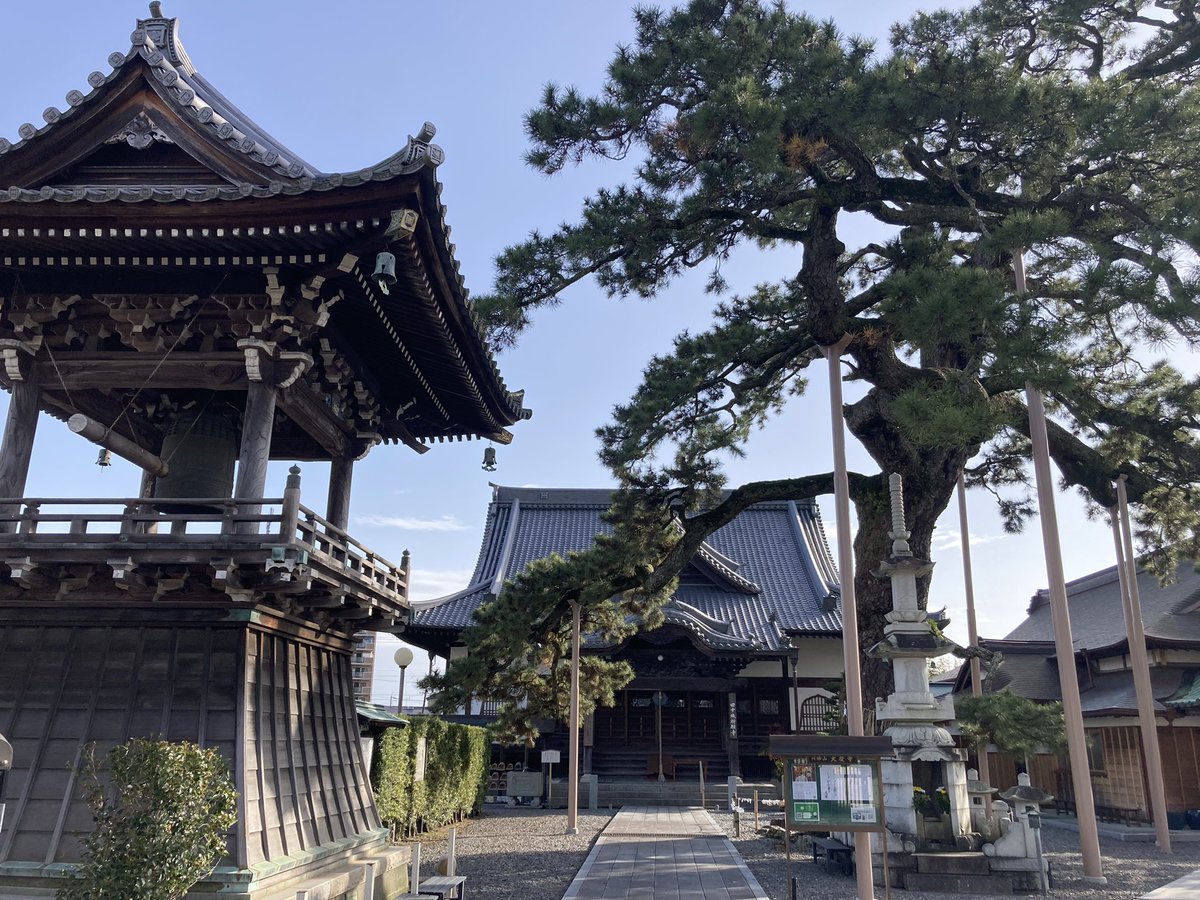 静岡県藤枝市 大慶寺🍁 静岡県指定天然記念物のクロマツ「久遠の松」が有名なお寺です☺️ 根周り7m、樹高25mあるんだそう😳ﾃﾞｶｯ 落下する松ぼっくりの威力がエグいので、参拝される方はお気をつけて...笑