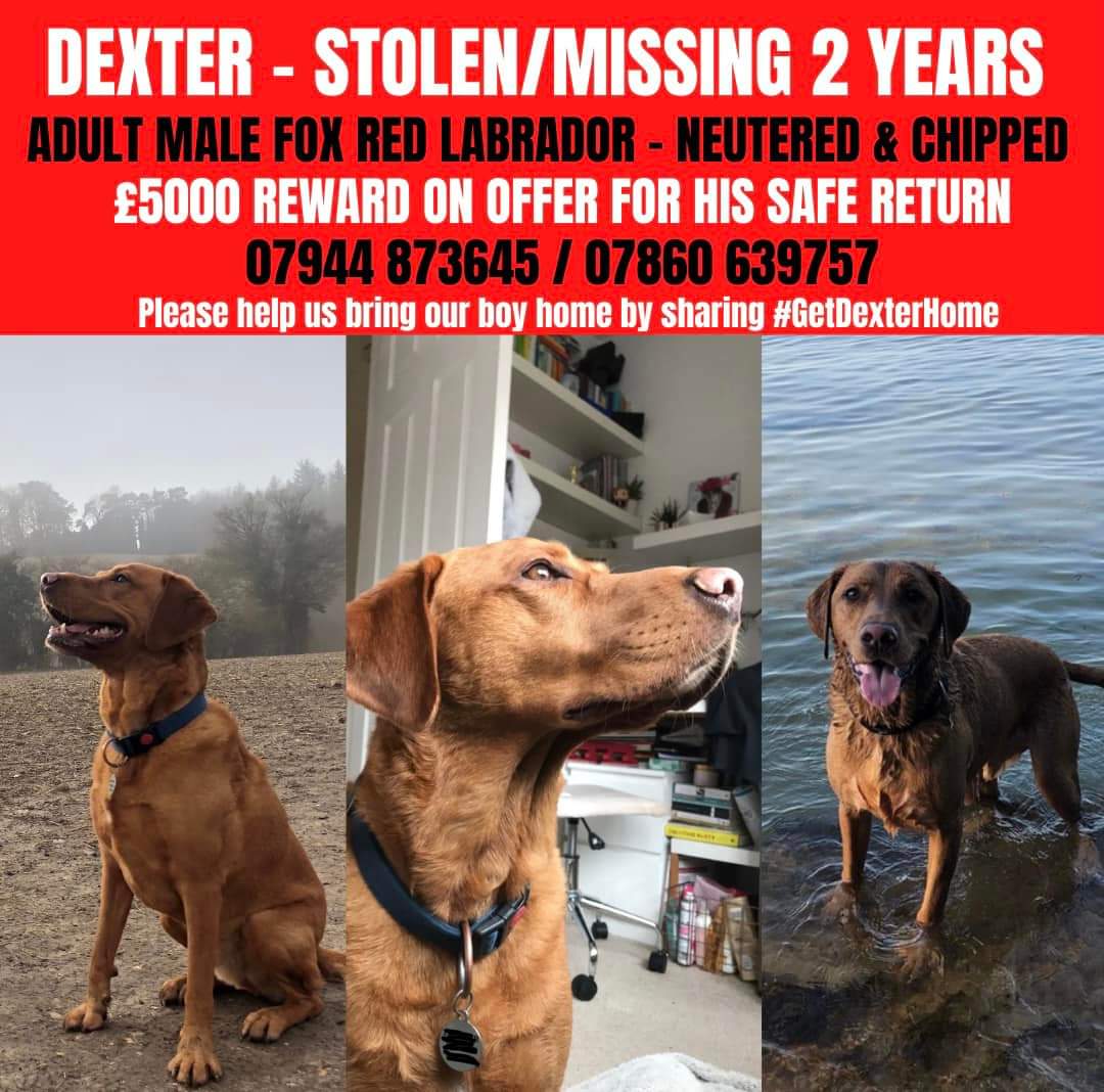 Via @muddypawscrime fbook
Dexter male #FoxRedLabrador, TWO YEARS MISSING from 
Hogback Woods, HP9 area, Bucks on 14/01/21 😭💔neutered & microchipped. There is a £5000 reward for his safe return. Please share far & wide 🧡 #GetDexterHome
facebook.com/groups/getdext…