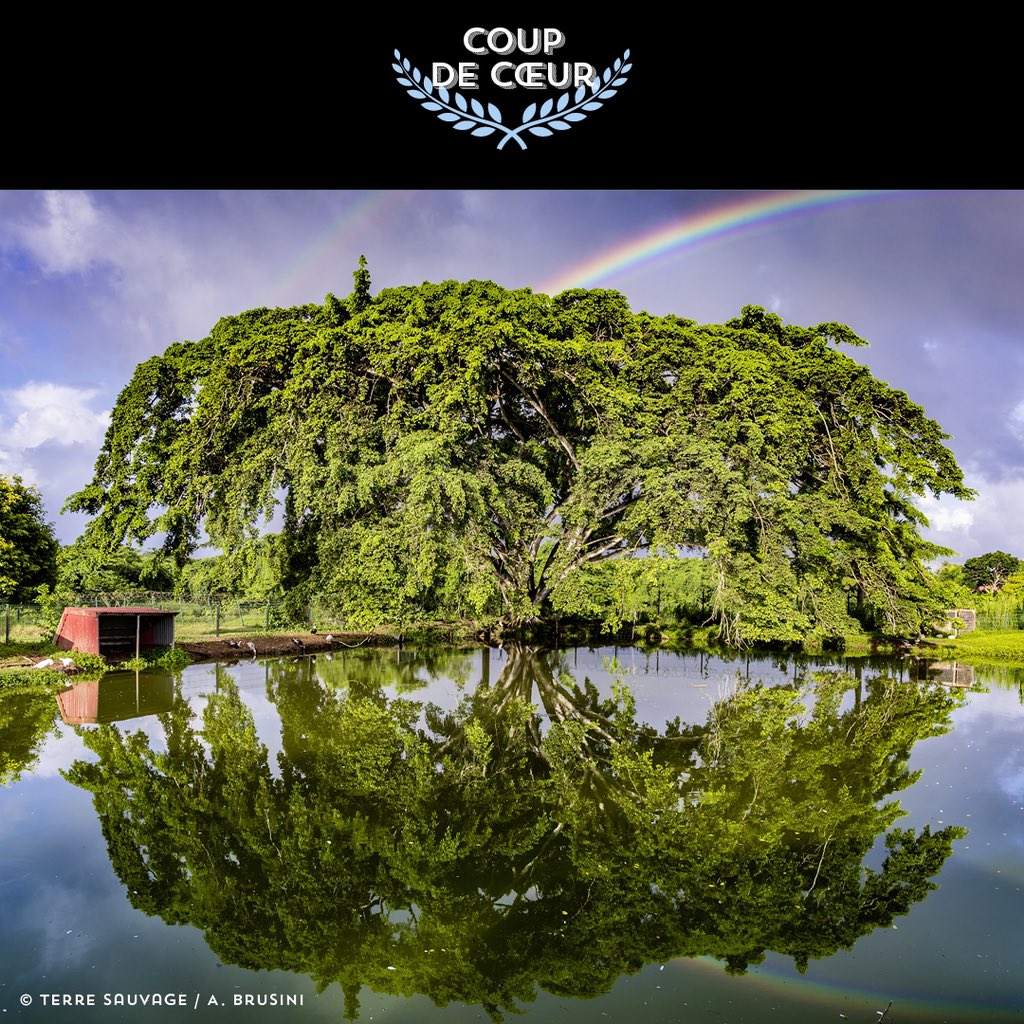 Lauréats du concours de l’Arbre de l’année 2022 : Le Prix du public pour le hêtre pleureur à Cassel (59) avec 5 589 votes. Le Prix du jury au hêtre du canyon à Saint-Hubert (57) Le Prix coup de cœur remis par notre partenaire l'Arbre Vert au ficus de Jarry en Guadeloupe.