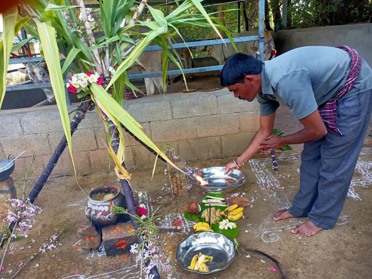 parvathimenon's tweet photo. January ❤️
#KhetSe
#Sankranthi
#Uttarayan #turmeric #2023harvests https://t.co/kA1an0ZLKh
