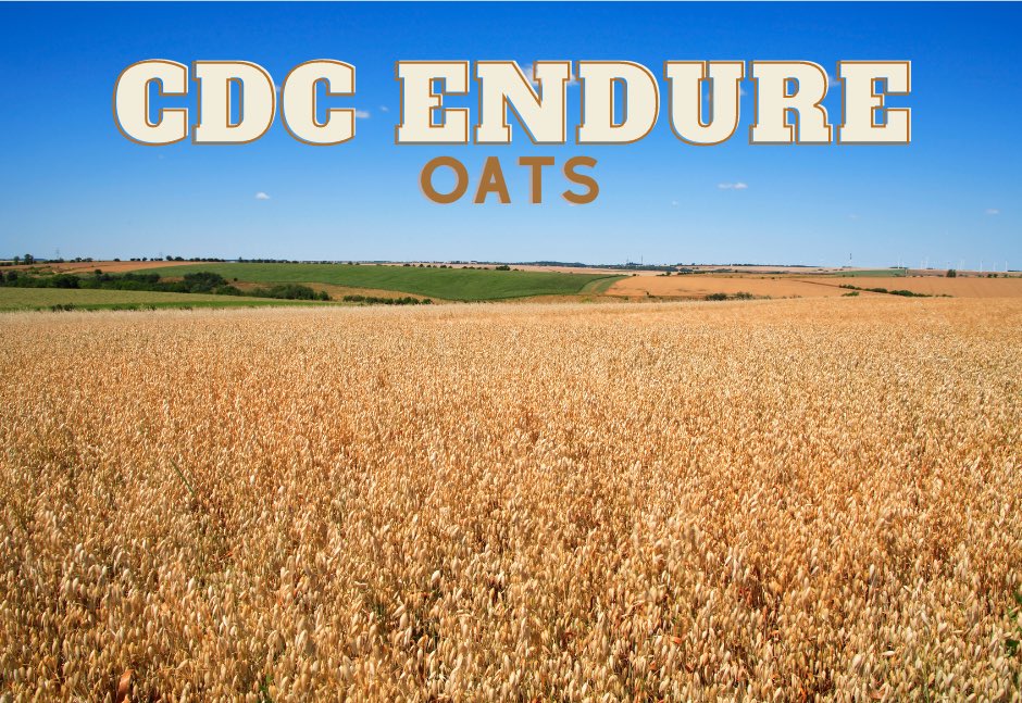 CDC Endure Oats are a high yielding and strong stand-ability oat for our region! With its high test weights this oat is going to fit right into your operation. 

Contact one of our agronomists today to learn more!