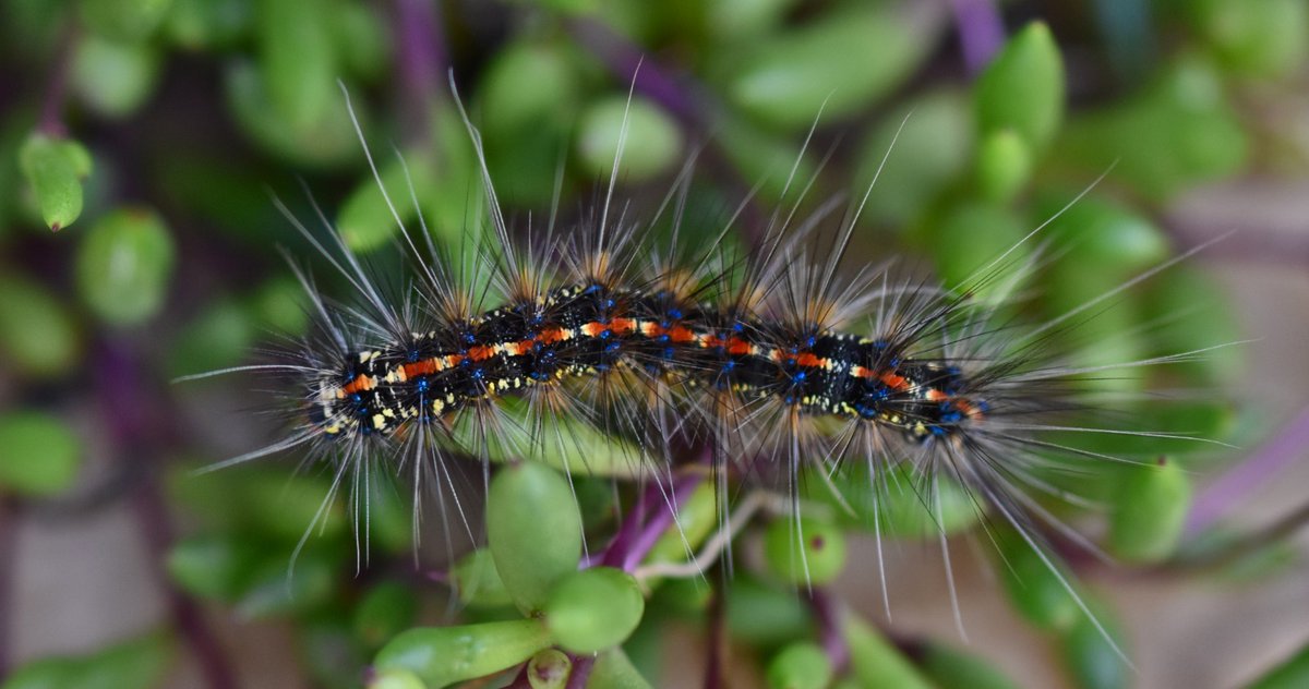 GWAS_Peake's tweet photo. This hungry hairy caterpillar came to keep me company at tea time! https://t.co/5HrwJjLVBW