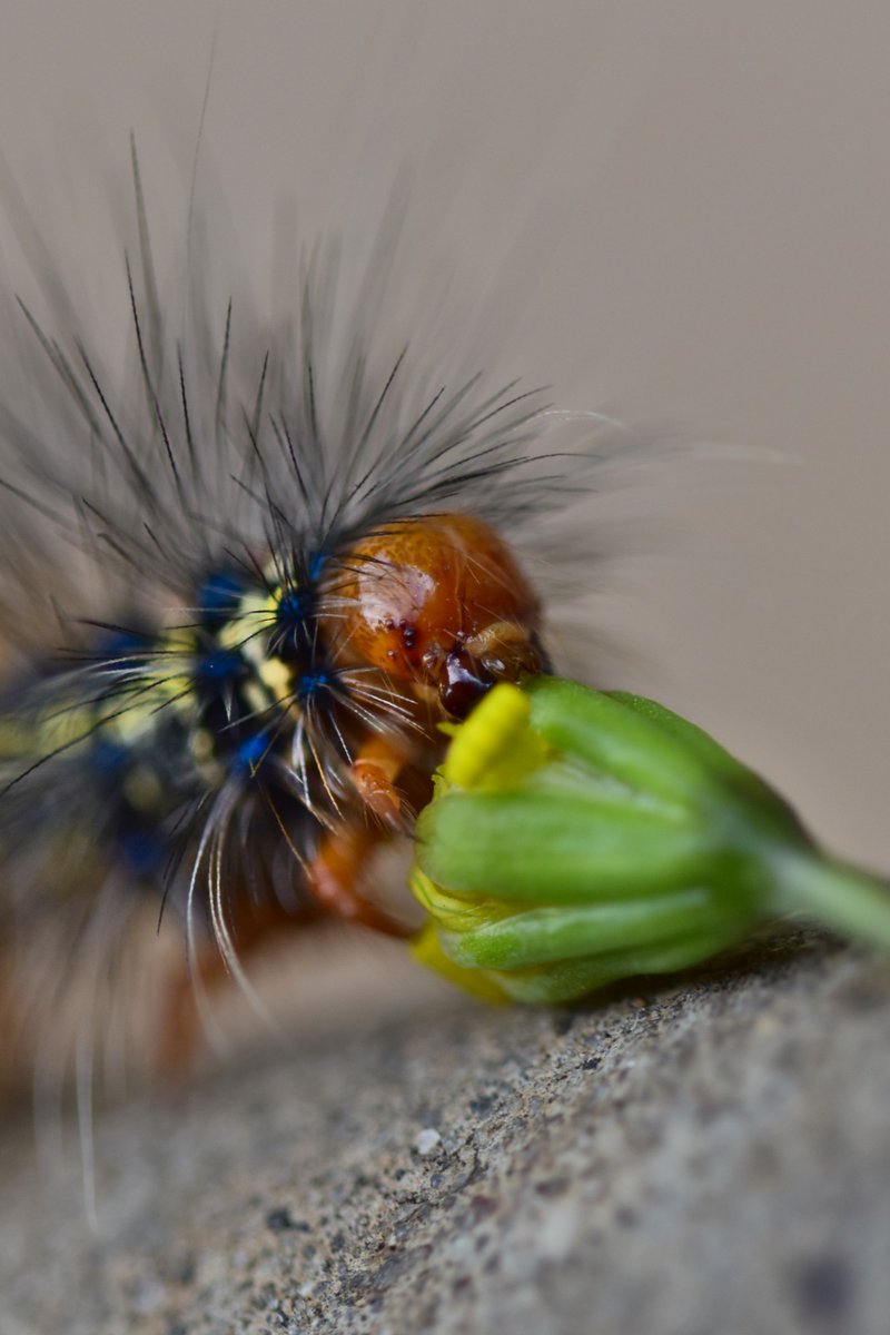 GWAS_Peake's tweet photo. This hungry hairy caterpillar came to keep me company at tea time! https://t.co/5HrwJjLVBW