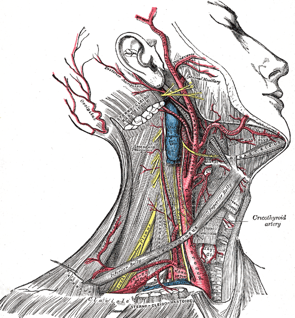 OperativeReview's tweet image. High Yield ABSITE

Order of the Thoracic Outlet (Anterior to Posterior):

Clavicle &amp;gt; Subclavian Vein &amp;gt; Phrenic Nerve &amp;gt; Anterior Scalene &amp;gt; Subclavian Artery &amp;gt; Brachial Plexus &amp;gt; Middle Scalene

Mnemonics &amp;amp; Description:
operativereview.com/thoracic-vascu…
