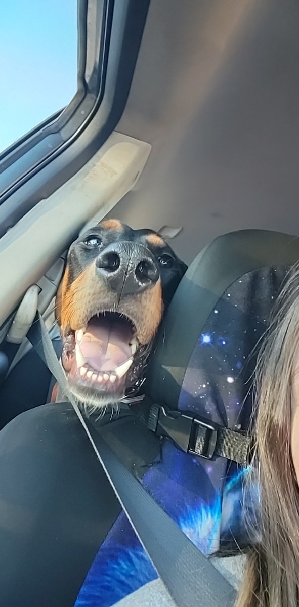SaveTraining's tweet photo. Meet Apollo he will be in training with me for the next 4-5 months while he learns how to be a service dog in training! 

#usa #servicedog #servicedogintraining #dog #dogs #doberman #hound #hounddog #mix #apollo #psychiatric #mobility https://t.co/zPfZpSKoVT