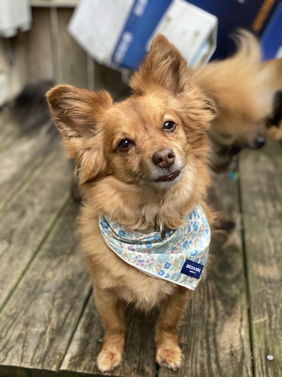 This morning, my preschooler told our dog: “Perhaps, Stella, you’re the best dog in the whole wide world.”

I said I want to write that down, and they said: “Can you send that to the president? Write down her name.” So, <a href="/POTUS/">President Donald J. Trump</a>: “Stella is the goodest dog in the whole wide world.”