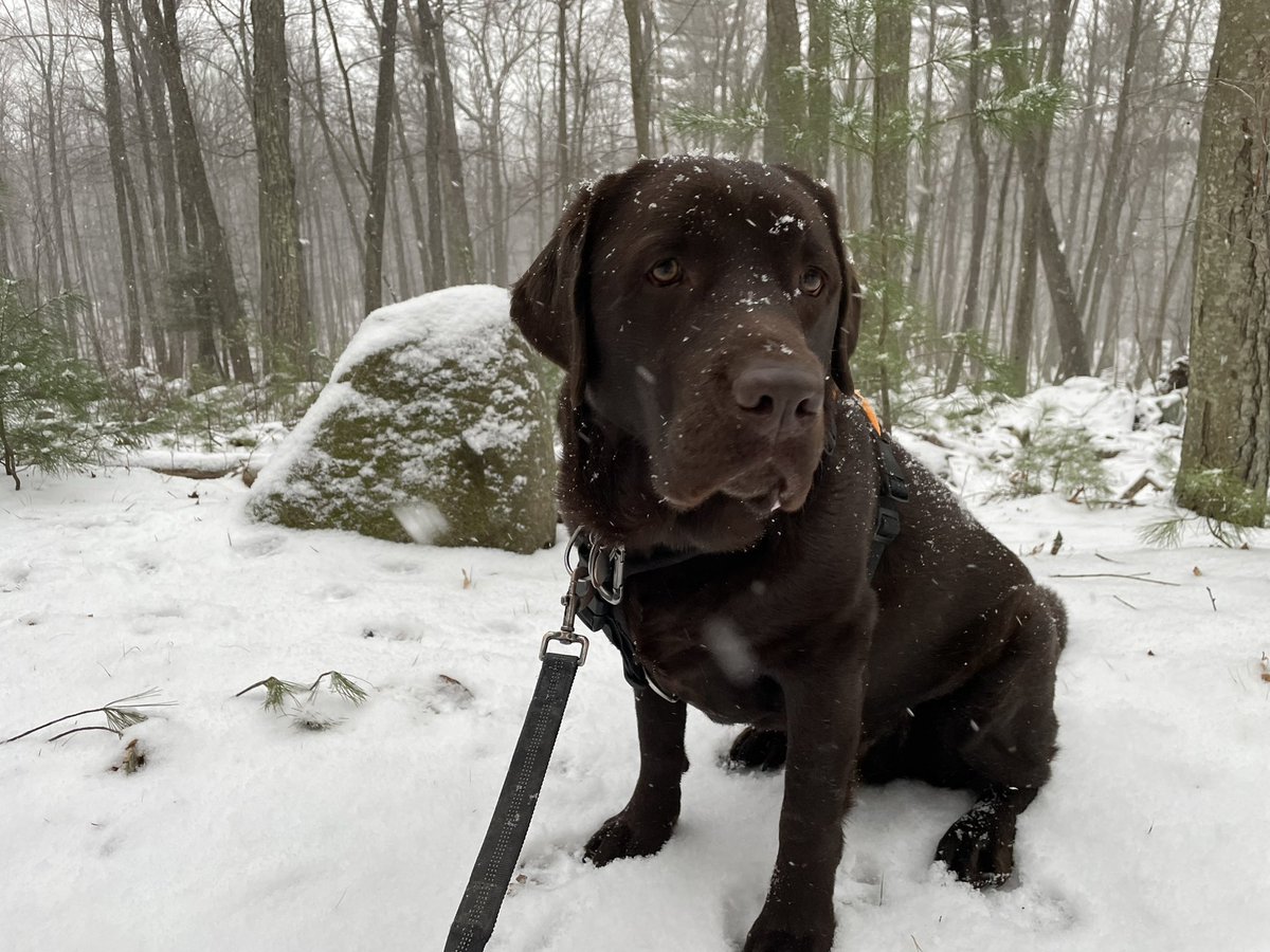 codyjakegolden's tweet photo. #bluehillbo #snowbo @FriendBlueHills https://t.co/TIiD0x4DbA
