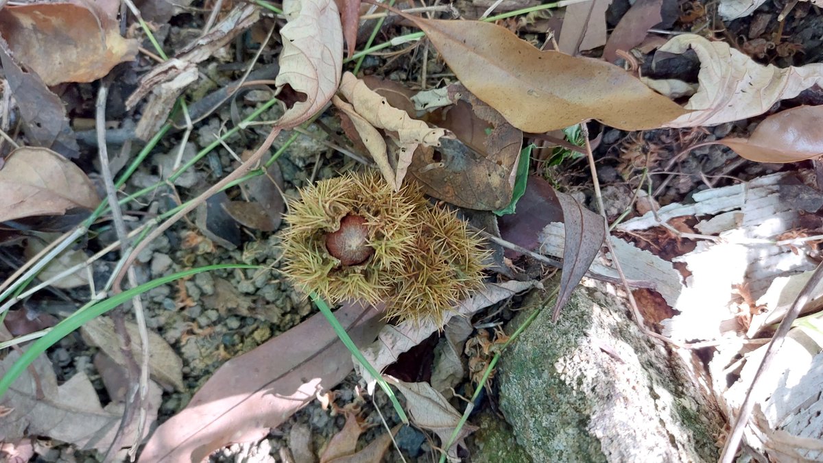 A huge #conservation success for #KFBG in Hong Kong  is that a newly established population of the critically endangered #Castanopsis concinna is fruiting for the first time in the #ForestRestoration plots. The main threat to this species is/was #timber exploitation #biodiversity