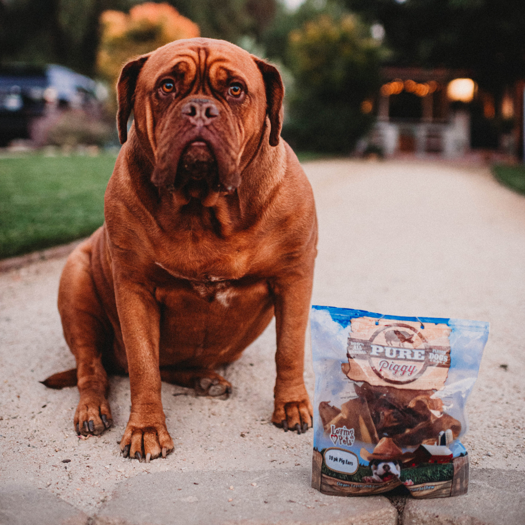 LovingPetsCorp's tweet photo. Penny is about to pig out on Pure Piggy, made with free-range pig. 

You can count on Loving Pets quality chews that go through rigorous testing to ensure safety and quality of every batch. 

#dogsarefamily #furfriends #LovingPets https://t.co/BSIU49F7lR