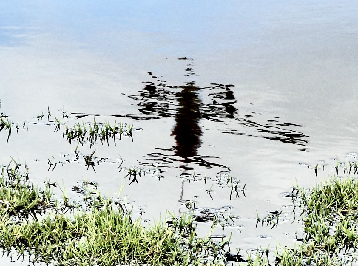 Een vliegtuig weerspiegeld in een regenvijver op de Grote Speelweide.

#amsterdamsebos #amsterdam #amstelveen #vliegtuig #airplane #vriendenamsterdamsebos #wordvriend