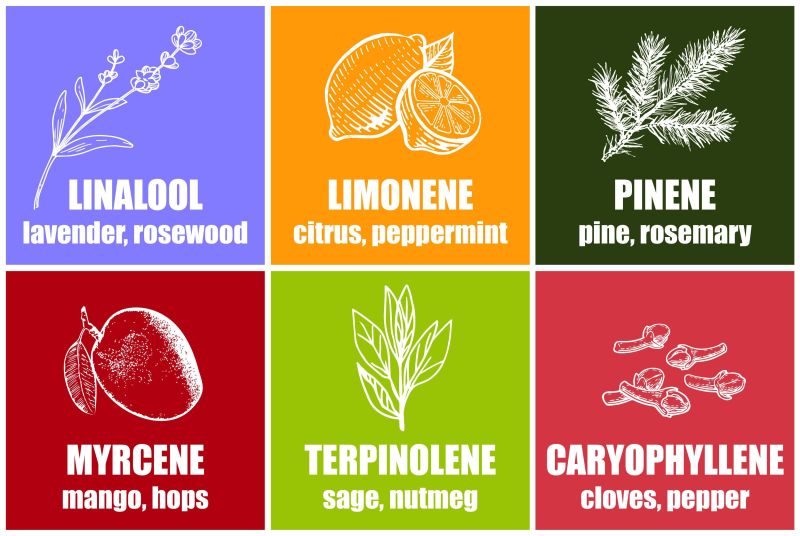 What an amazing plant! What are cannabis derived terpenes?

thectu.com