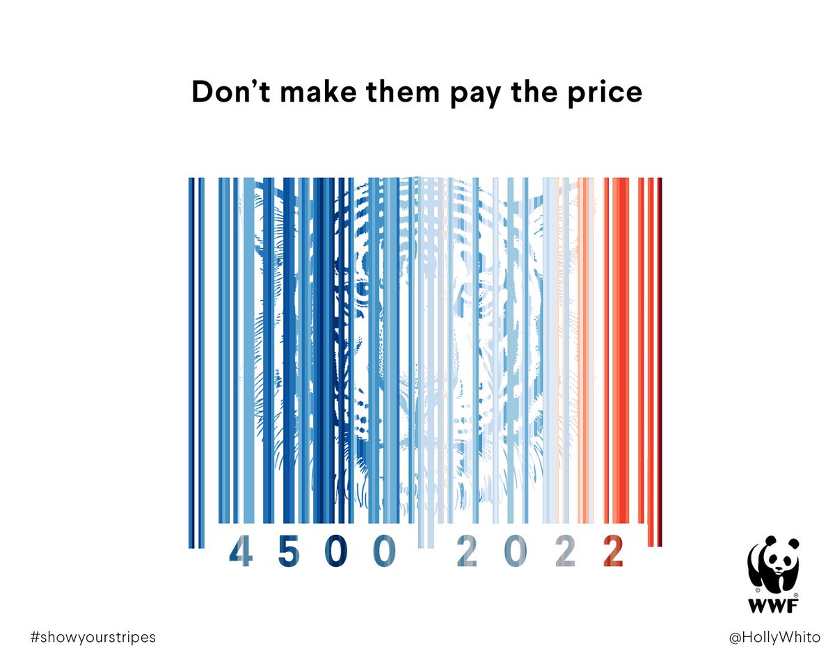 4,500 tigers were alive in 2022. #showyourstripes so they can keep theirs. I wanted to use the climate stripes to show how global warming is affecting wildlife and the price that animals pay for this.
@OneMinuteBriefs  x  @wwf_uk
 #YearOfTheTiger #wwf