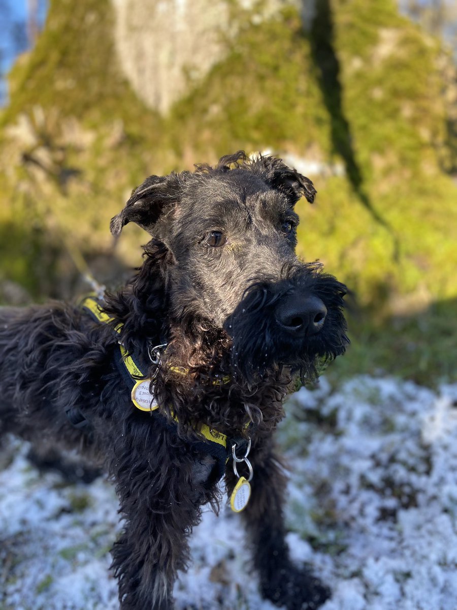 Golly, just take a look at Holly. The Little lass was found straying just before New Year in very poor condition, just a few weeks in a loving foster home and she looks amazing & feels fabulous. #schnauzercrosspoodle #poodlelove #crossbreedsofinstagram @DogsTrust