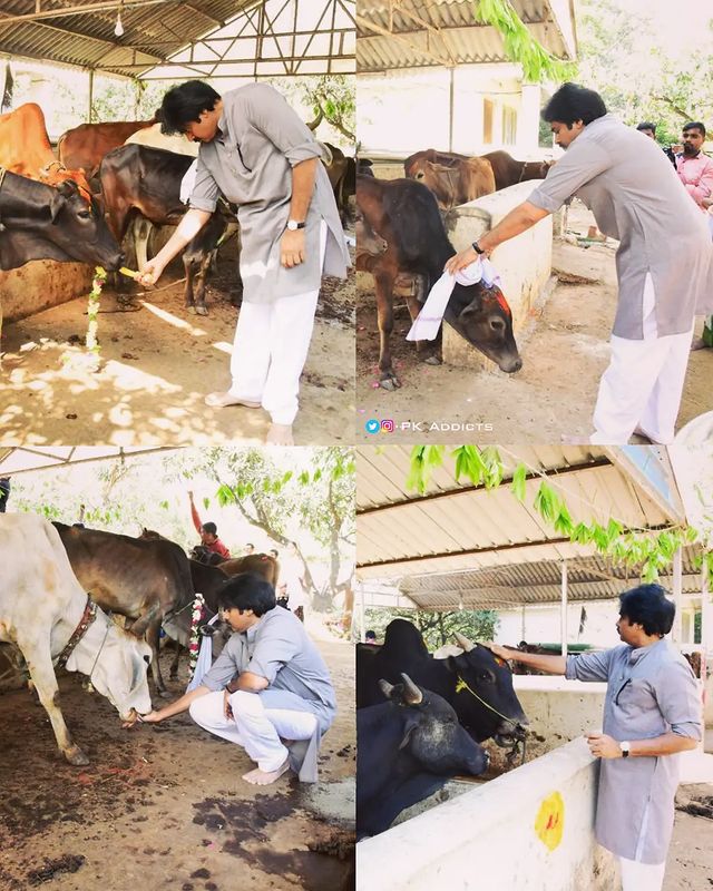 Twood_VIP's tweet image. JSP chief Shri @PawanKalyan garu is raising Desi Cows in his farm house in order to protect their race.

#PawanKalyan • #SaveCows 🙏🏽💕