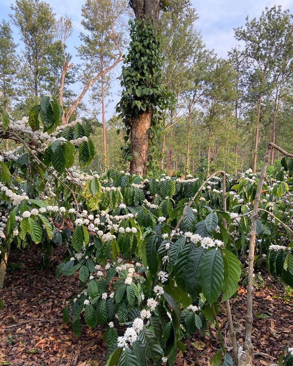 mayaspeak1's tweet photo. The reason behind that perfect cup of #coffee!
@ebresorts #Coorg offers a guided tour of a 100 year old coffee plantation

#SoloTravel #Wanderlust #Coorg #EcoLuxe #CoffeeLover #CoffeePlantation #EvolveBackCoorg #ShotOnIphone13Pro #IncredibleIndia #TravelBlog #MayaSpeak https://t.co/UYmkCSYbSv
