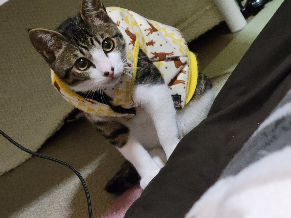 Minakiki123's tweet photo. わたしの不注意で生後4カ月仔猫が家から逃げてしまいました。
付近を探してますがいません…
お願いします。
拡散宜しくお願いします。

鼻に特徴があります。
しっぽも曲がってます。

黄色い鈴の首輪をしてます。
赤いハーネスもしてます。

#広島　#佐伯区　#五日市　#迷い猫 https://t.co/EF2h0E3PIO