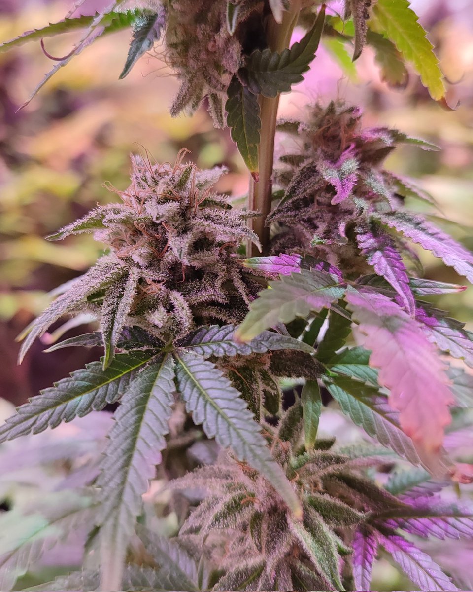 Black cherry punch de @pyramidseeds 🌱
Bajo el FC4800 de @MarsHydroLight @Nier05105747 🌞
Alimentada con la gama mineral de @MillsSpain 💚
#weedsmoker #WeedLovers #WeedLife #CannabisCommunity #cannabisculture #cannabisindustry #cannabislife #cannabismedicinal #Purple #purplekush