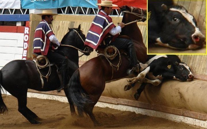 #ContigoCHV #NoMasRodeo

Este imbécil ignorante dice que no maltratan a los animales en el rodeo, cuando el centro de esa tradición miserable es golpear y estresar a las vacas, usando caballos como medio.

Ojalá te metan a ti a la media luna, en el papel de la vaca, reculiao