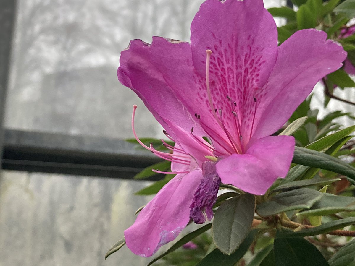 The Pink January in the greenhouse #naturelovers #Flowers #NaturePhotography #pinkflowers #greenhouse #winterFlowers #tropicalFlowers #flowersmood