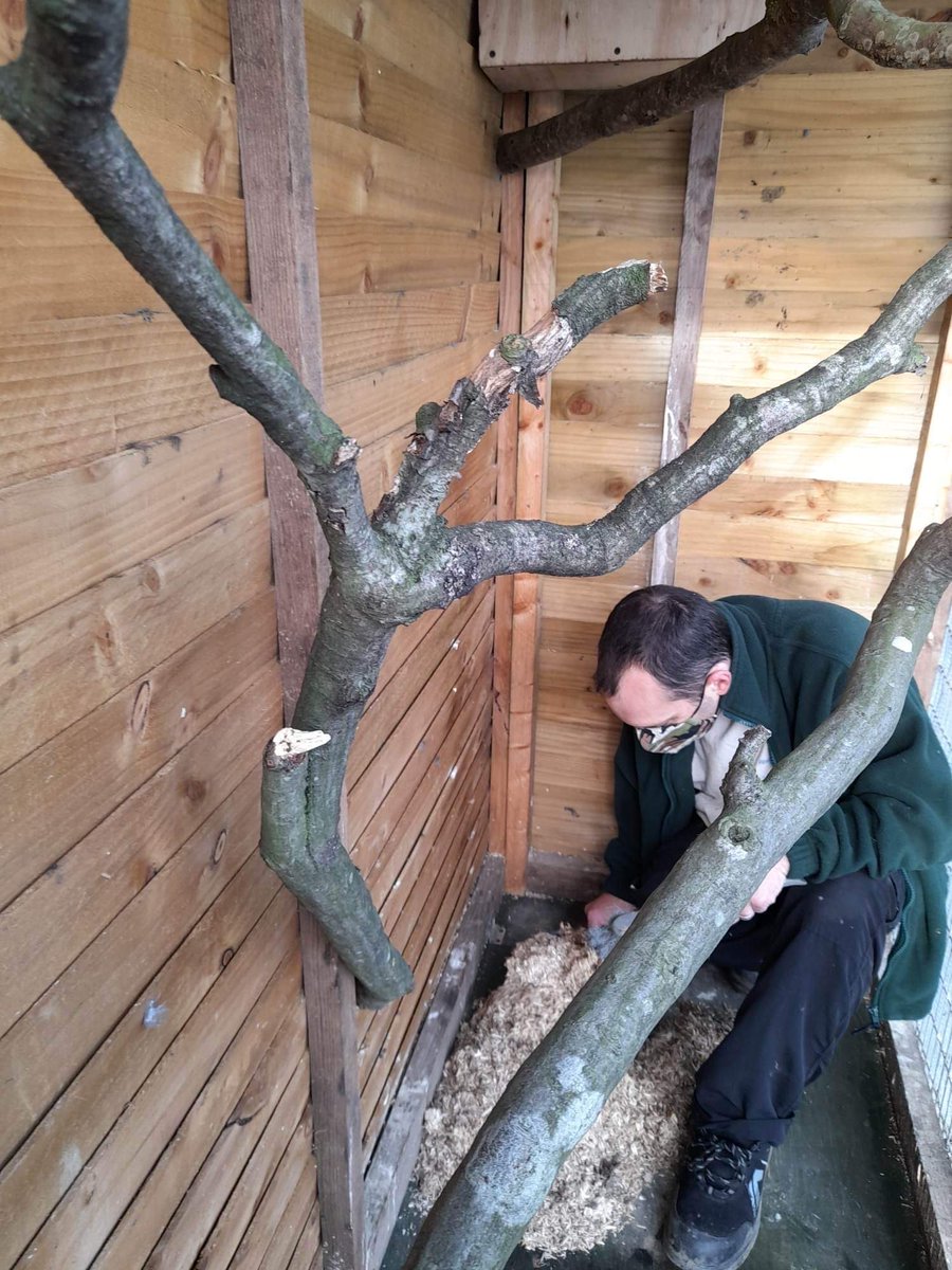 GargsEncounters's tweet photo. A little enclosure spruce up for the Scops owls today. 
New layout, branches and safety screen at the door. 
🦉🧹🔨

#scopsowls #encolosureupgrade #enclosurespruceup #owls #newyearrevamp #gargsanimalencounters https://t.co/ffQlI2UD0L