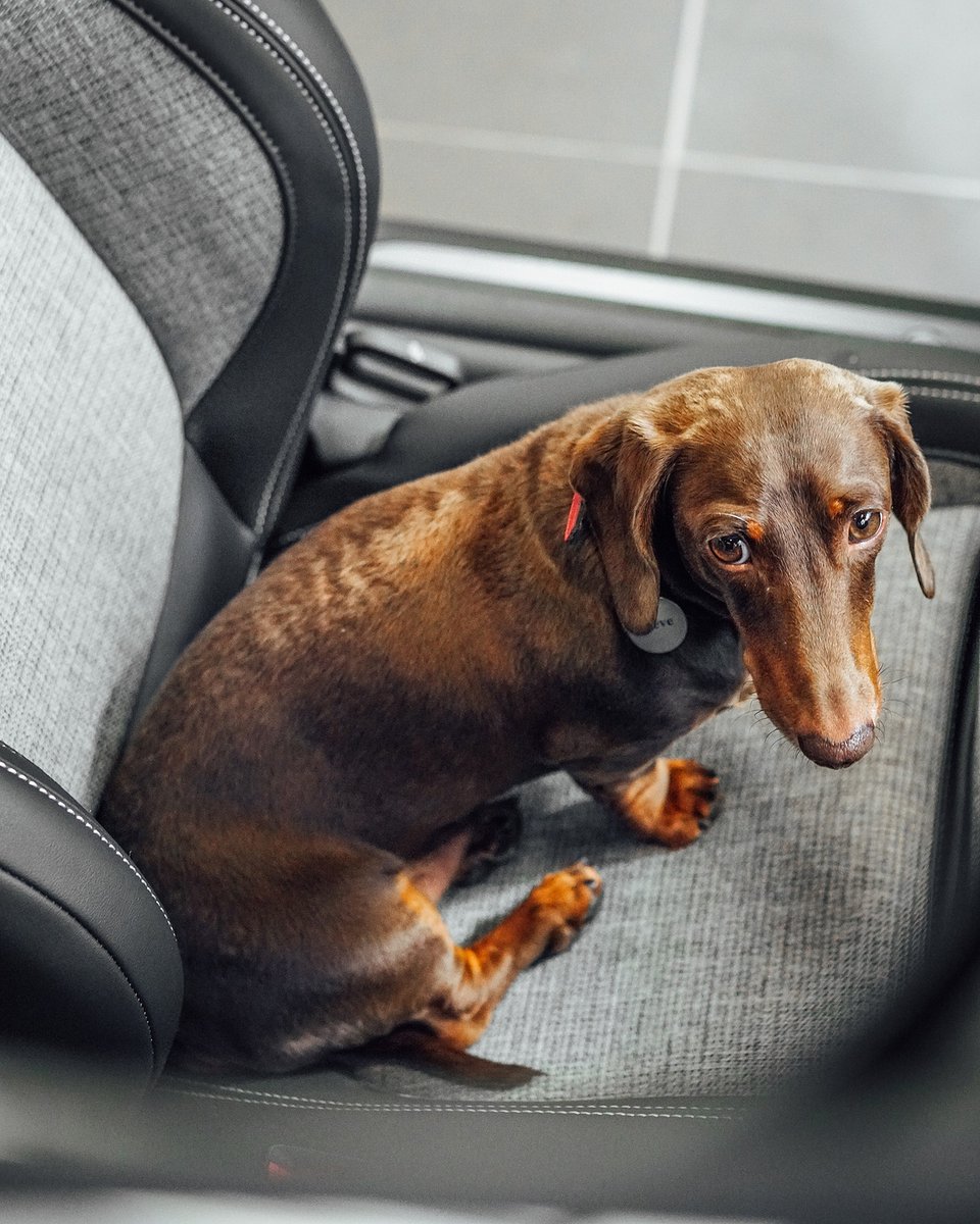 haminigroup's tweet photo. Spend #MINIMonday with Steve the Sausage Dog as he explores our dog-friendly MINI showrooms!
Why not book an appointment today at https://t.co/laGDcHFGwl and bring your pooch along with you?
#stephenjames #MINI #MINIDogs #enfield #woolwich #sidcup #dog #dachshund #sausagedog https://t.co/tJi1vsxlXI