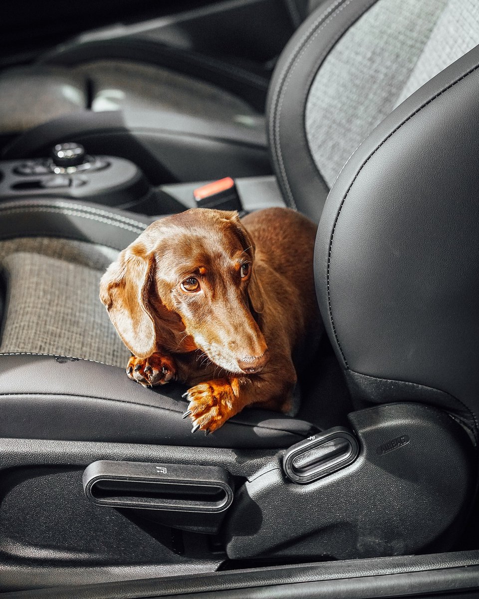 haminigroup's tweet photo. Spend #MINIMonday with Steve the Sausage Dog as he explores our dog-friendly MINI showrooms!
Why not book an appointment today at https://t.co/laGDcHFGwl and bring your pooch along with you?
#stephenjames #MINI #MINIDogs #enfield #woolwich #sidcup #dog #dachshund #sausagedog https://t.co/tJi1vsxlXI