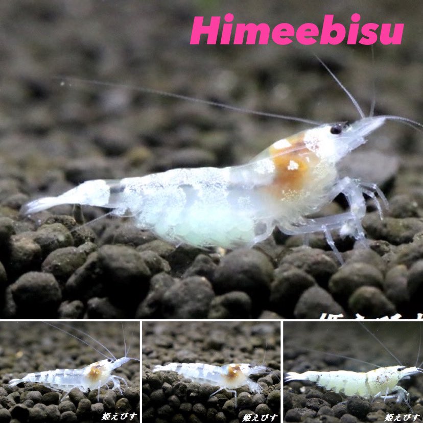MitsunoriYokota's tweet image. 流通量の少ない、あまり出回っていないエビちゃん😌
ゴースト系のハイブリッド品種で
姫えびすより発信の
#Wingzero
#ウイングゼロ
レア好きな人には面白いエビと思います‼️
今年は当店で量産体制整えてストックしていきます😊
現在抱卵ペアもオークション出品中👌
auctions.yahoo.co.jp/seller/pearl_w…

#姫えびす