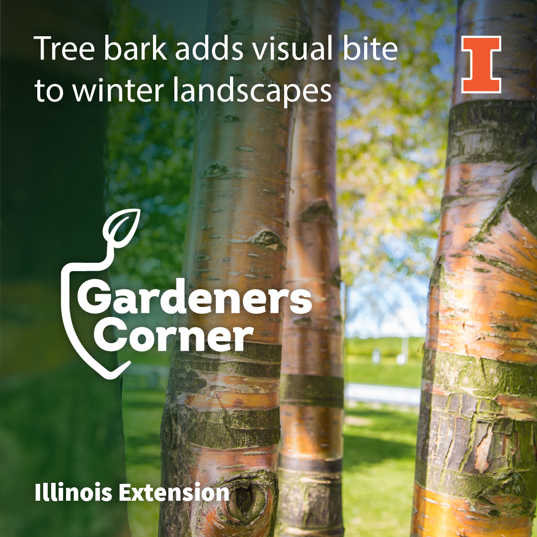 With bright colors and interesting shapes, unique tree and shrub bark can add visual bite to winter landscapes. A few options are dogwoods shrubs and trees, paperbark maple, river birch, and shagbark hickory. Explore more at go.illinois.edu/GardenersCorner.