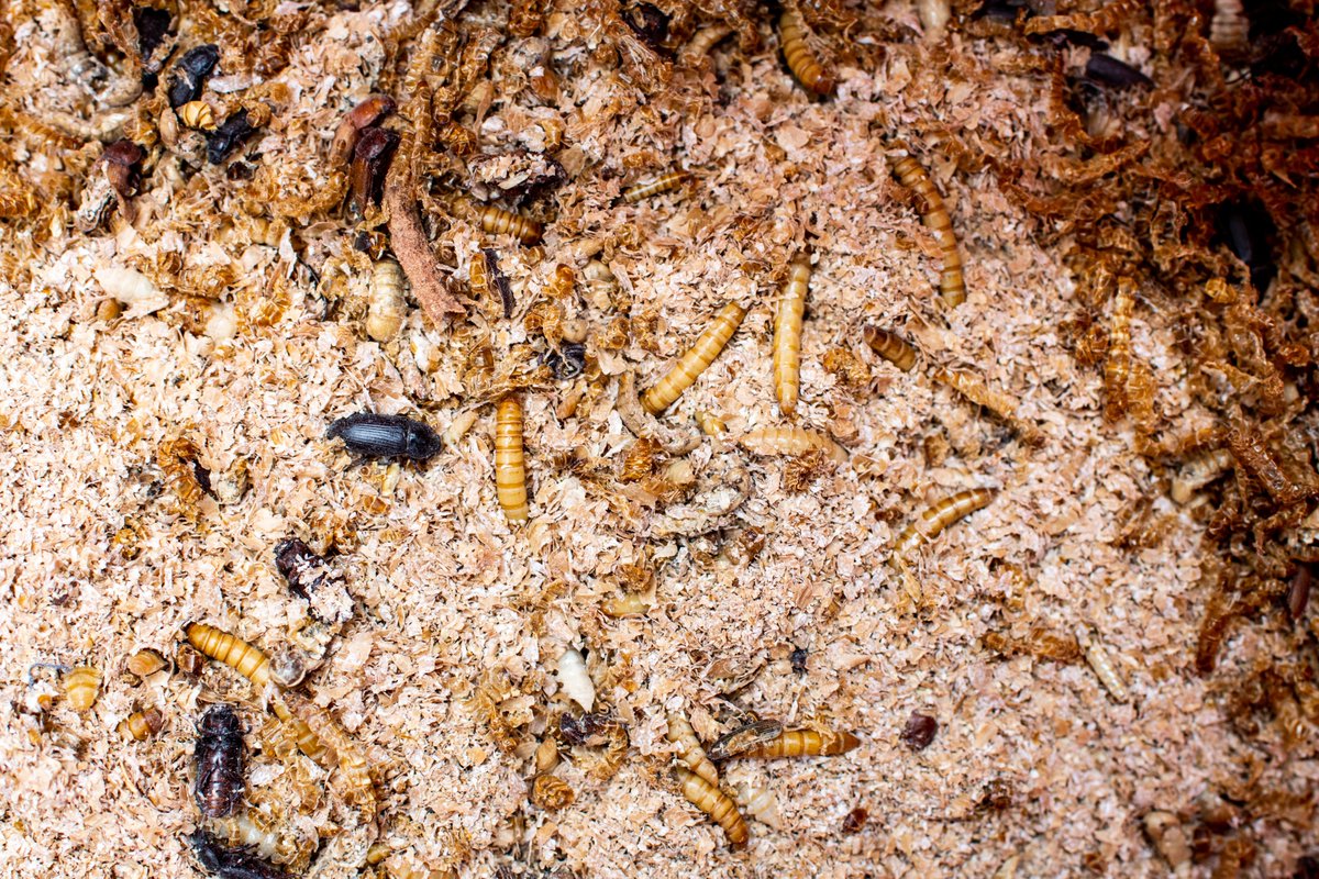 WURplant's tweet photo. 🦗🐄 Insects as sustainable animal feed: would they be a real alternative to soy and fishmeal? Yes, say @AvanHuis from @WUR and his colleague from Università di Torino (@unito). They listed the main pros and cons in their publication in @ScienceMagazine ➡ https://t.co/u85kpGbInt https://t.co/6ACNTaH38i