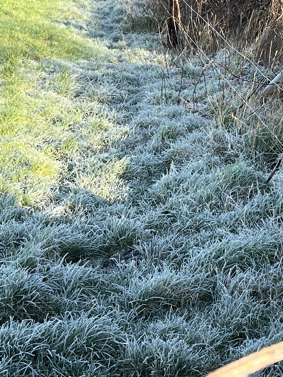 Limerick Ryan tweet media