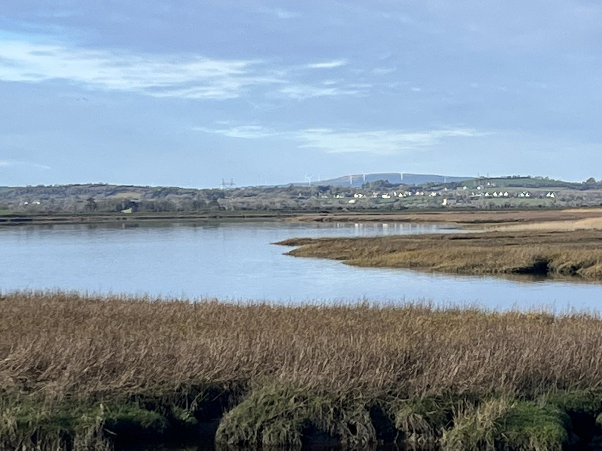 Limerick Ryan tweet media