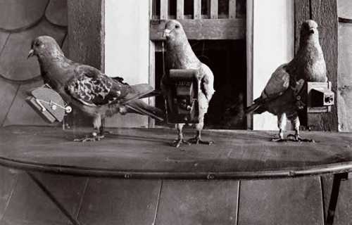 NRS_ITC's tweet photo. 🤔🐦 #DidYouKnow that one of the earliest forms of remote sensing was the use of pigeons to take aerial photos?

🛰 Nowadays, the methods have changed... At NRS we use cutting-edge technology such as drones or high-resolution satellite images to study and manage natural resources https://t.co/TSg1BI8xlB