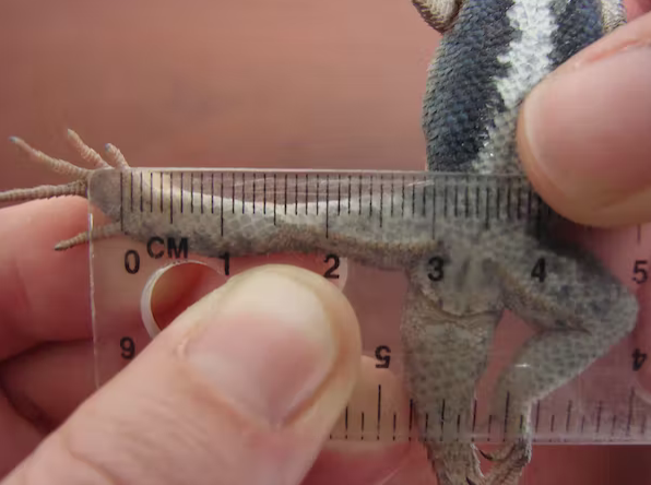 NEPARC's tweet photo. "We find lizard populations that have been living with fire ants have adapted to have longer legs, which are better at removing fire ants when a lizard twitches and flees. This is a big shift for this species."

https://t.co/fJ1FEdh2U2 https://t.co/T1epg8pXEM