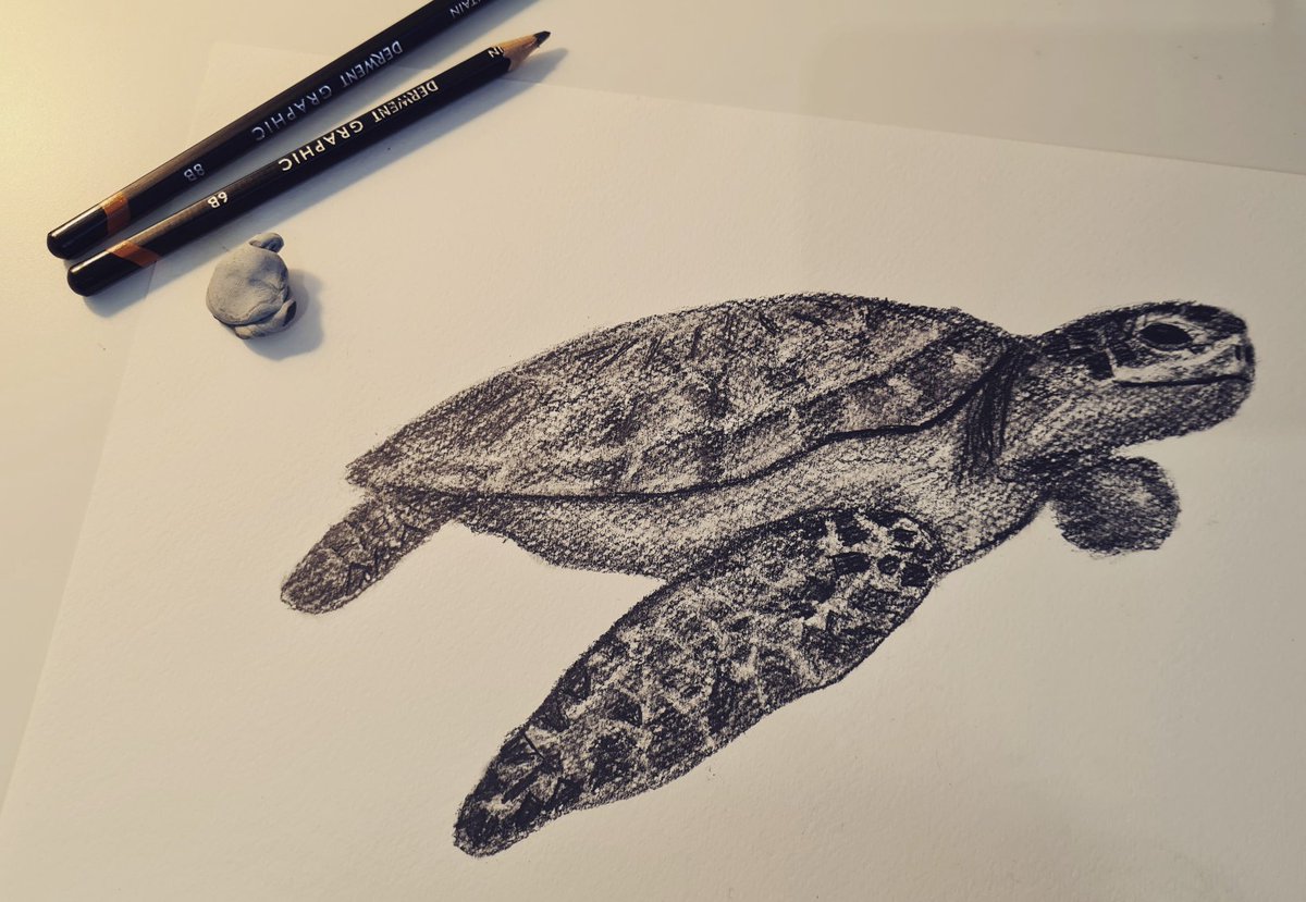 madein94_ofcl's tweet photo. channelling our inner artist this afternoon!
#art #turtle #graphite https://t.co/TodqPCDnu0