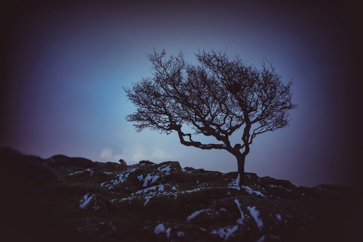 GlavindStrachan's tweet photo. #Hawthorn and #sheep on the edge of #ArmsTor on #Dartmoor at #BlueHour this morning ... about five minutes before the #snow arrived from the west π #DartmoorPhotographer #Trees #DartmoorPhotography #DartmoorTrees https://t.co/rqTQ4xco90
