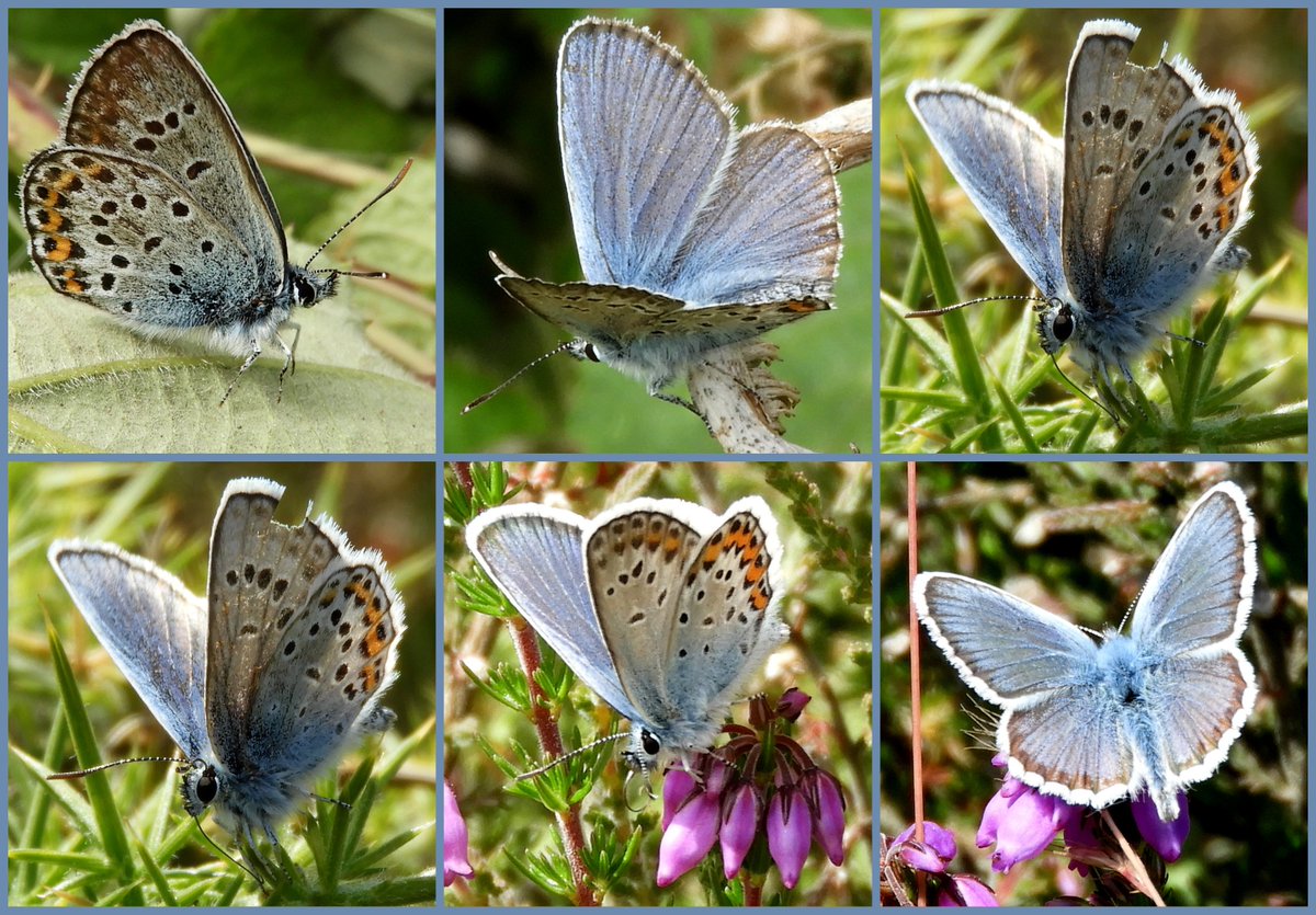 Jevs1983's tweet photo. Silver-studded blue #butterflies seen at Kelling Heath  last year for  #BlueMonday 🦋 #BlueBugs @savebutterflies #NaturePhotography #TwitterNatureCommunity https://t.co/LcoZxXDGmA