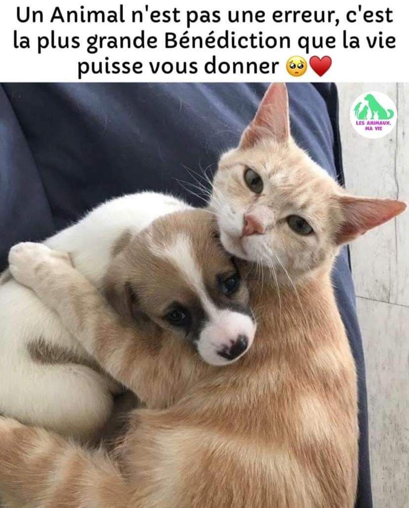 Planimaux tweet media