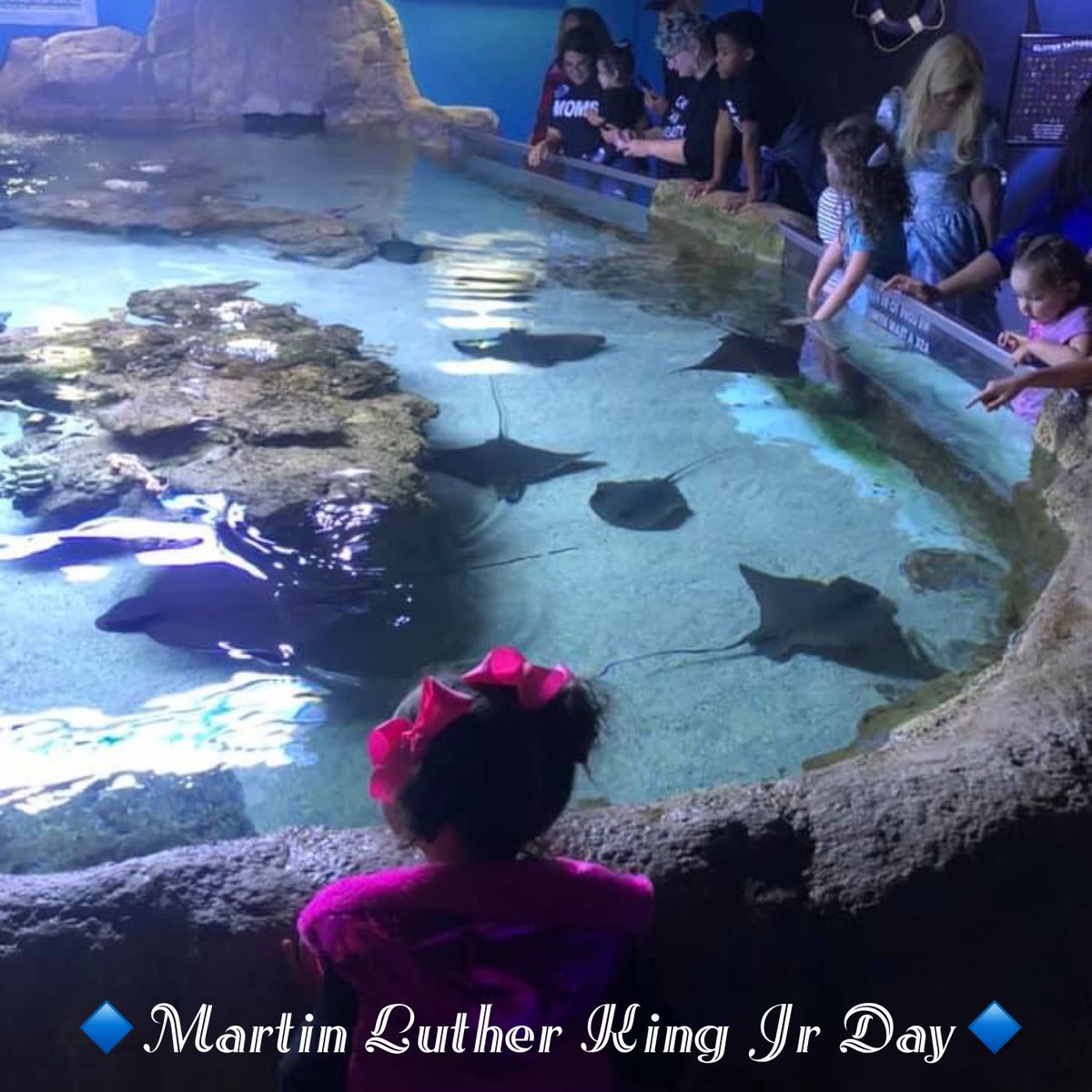 AustinAquarium's tweet photo. 🔹Martin Luther King Jr Day🔹
We will be open today from 10 am-7 pm #MartinLutherKingJrDay #seatobelieve #interactiveaquarium #MondayMotivation #aquarium #texasfun https://t.co/2swuJbImY2