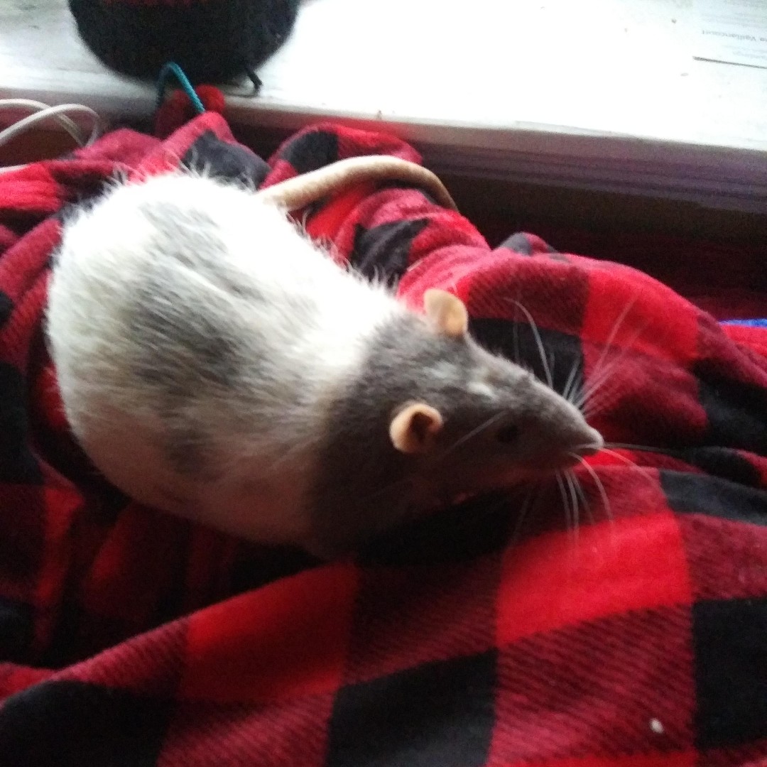 ArabellaFlynn's tweet photo. Quality time with Casper! We are very interested in smelling the snow, not so interested in touching it. #spoiledratupdate https://t.co/suITCAgl2a