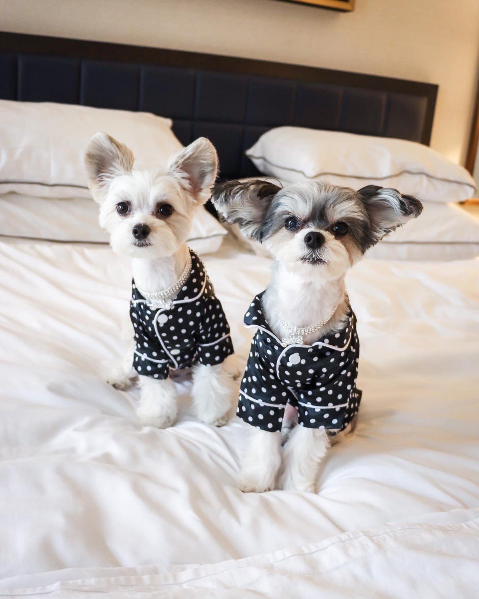TINKERBELLEadog's tweet photo. “we always wear diamonds with pajamas” - Tinkerbelle &amp; Belle 💎🐶✨ @whitneyhotelboston 
.
.
.
.
#whitneyhotelboston #dogscorner #cuteanimals #dogmodels #dogsinpajamas #doginfluencers #fashiondogs #pupfluencer #dogsofnyc https://t.co/FfNMCjiMPb
