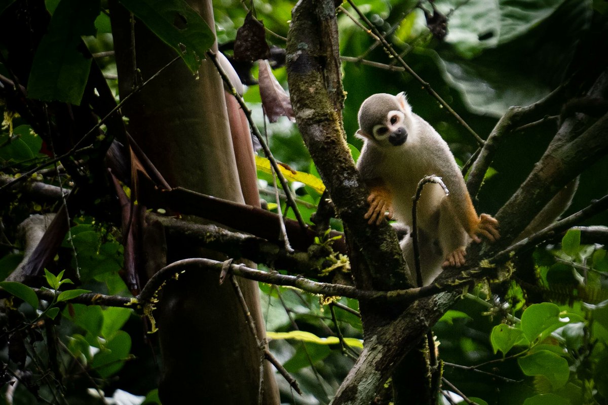 AFrontlines's tweet photo. #Ecuador Tried to Curb Drilling &amp; Protect the Amazon. The Opposite Happened.

@CatrinEinhorn @manuelaandreoni @nytimes investigate how global financial forces continue to trap developing countries into depleting some of Earth's most biodiverse places: https://t.co/8GjLuGtCHr https://t.co/aatkEQP0QF