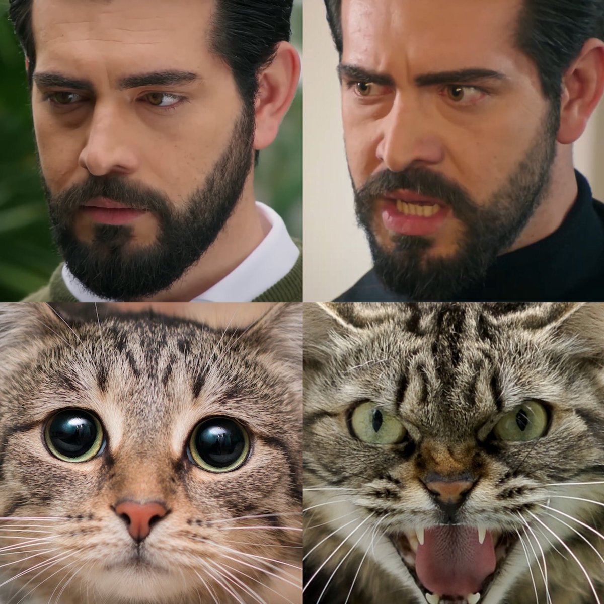 lula_alulaa's tweet photo. #KanÇiçekleri

Baran’s mood 🐱 

   with Dilan                    with others https://t.co/A4RoatK1Fp