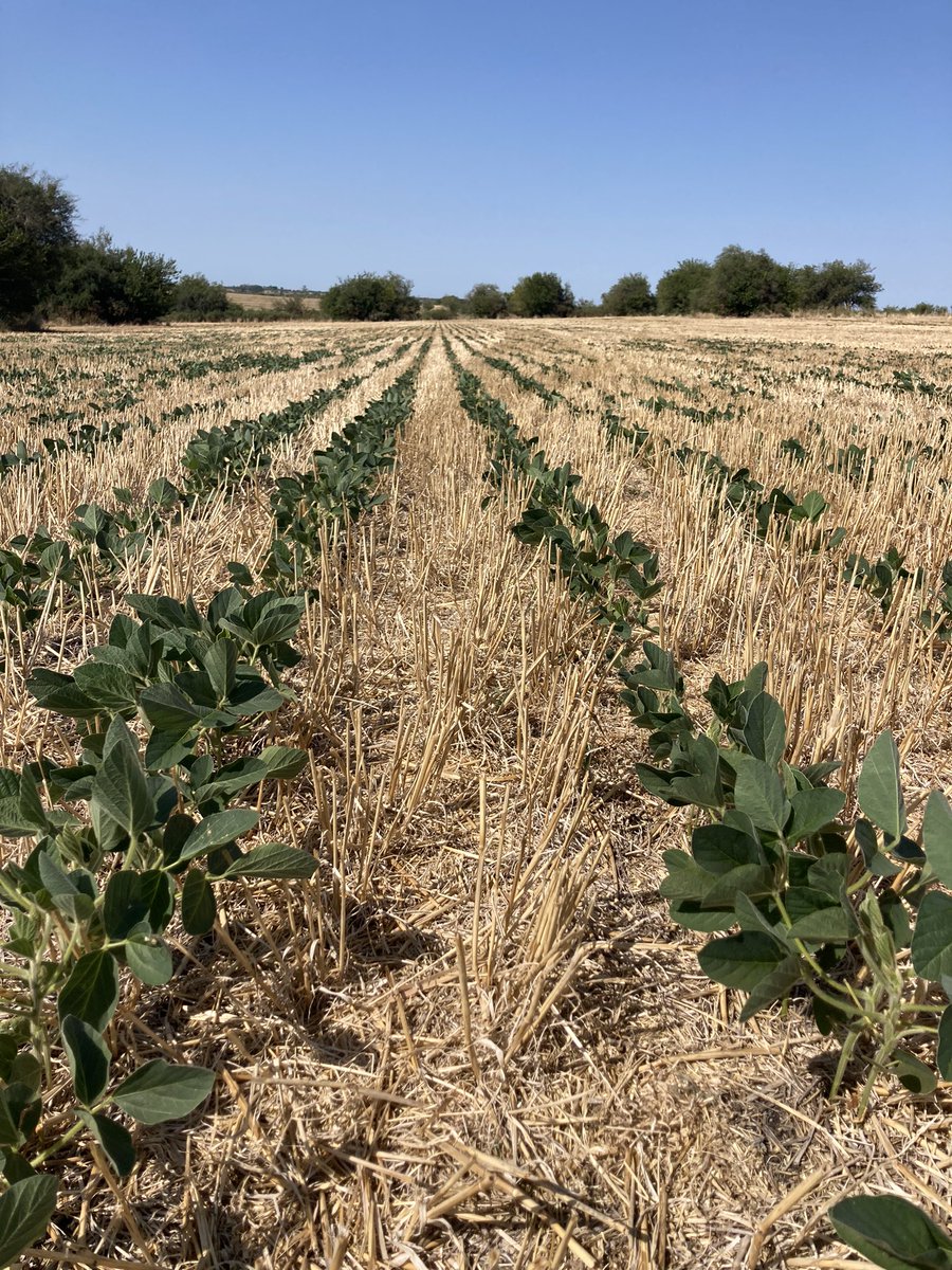 Nicolas74607406's tweet photo. Soja Asgrow 6320 ipro!! Todavía con la esperanza que llueva esta semana!!siembra 1/12/22 tolerando el estrés híbrido, zona Paysandú! https://t.co/HdSQ8832XW