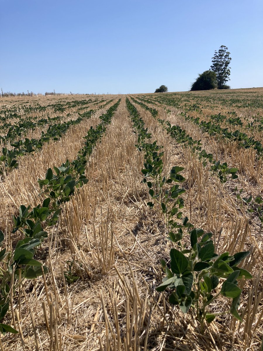 Nicolas74607406's tweet photo. Soja Asgrow 6320 ipro!! Todavía con la esperanza que llueva esta semana!!siembra 1/12/22 tolerando el estrés híbrido, zona Paysandú! https://t.co/HdSQ8832XW