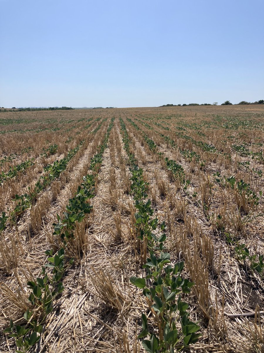 Nicolas74607406's tweet photo. Soja Asgrow 6320 ipro!! Todavía con la esperanza que llueva esta semana!!siembra 1/12/22 tolerando el estrés híbrido, zona Paysandú! https://t.co/HdSQ8832XW