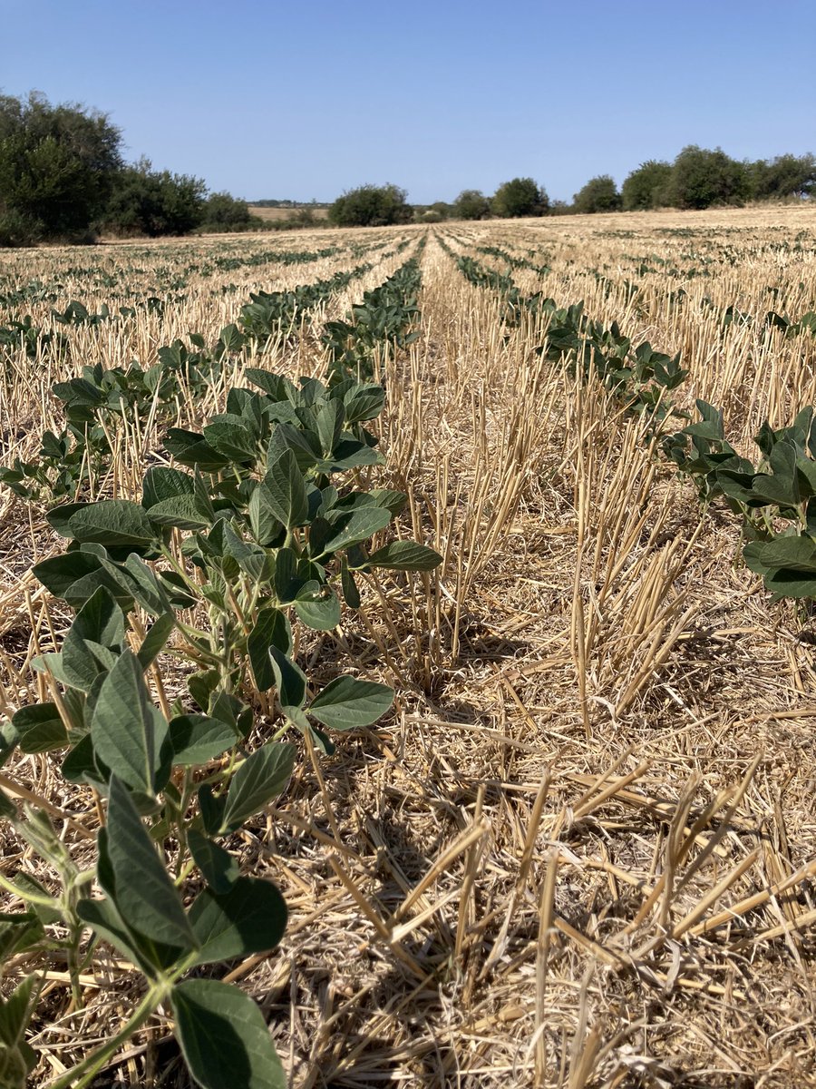 Nicolas74607406's tweet photo. Soja Asgrow 6320 ipro!! Todavía con la esperanza que llueva esta semana!!siembra 1/12/22 tolerando el estrés híbrido, zona Paysandú! https://t.co/HdSQ8832XW