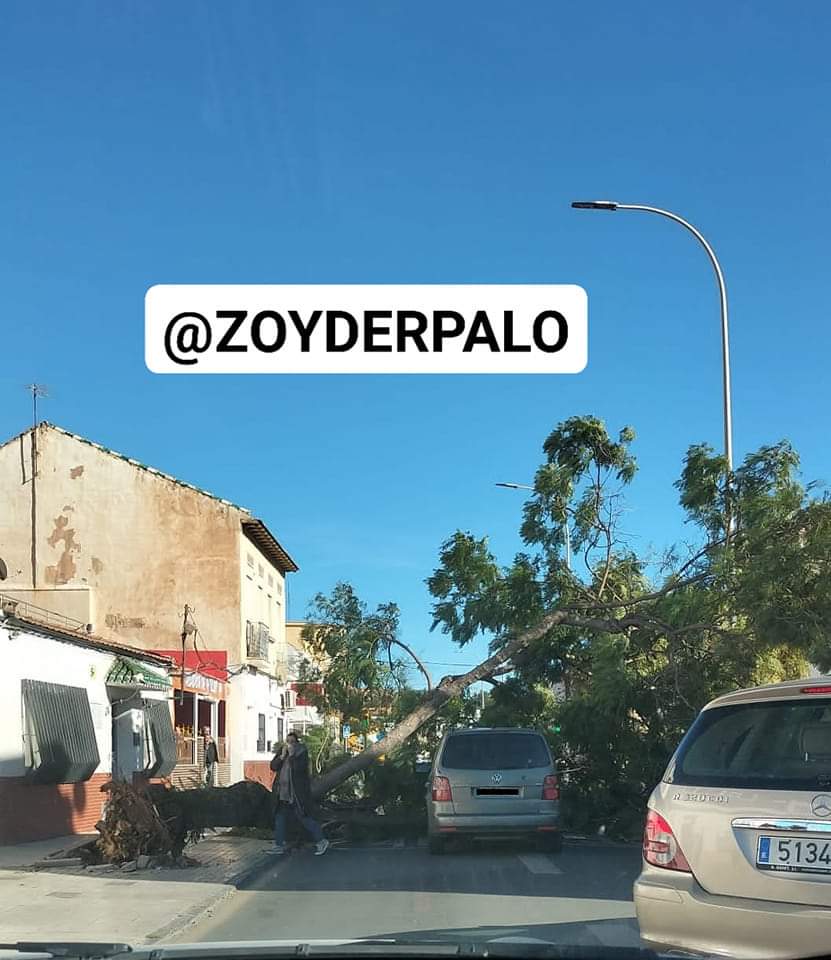 zoyderpalo's tweet photo. ⚠️ El fuerte #temporal de #viento provoca que uno de los árboles de C/. Bolivia (#Pedregalejo #Distrito2MLG) se haya partido en su base y caído sobre la calzada y parte del acerado.
¡Mucha #precaución!
#Gerard https://t.co/RfQ8S85SsX
