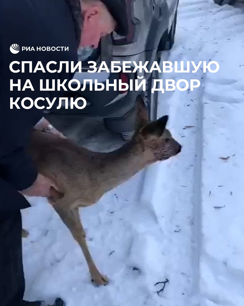 Звери напуганы выстрелом