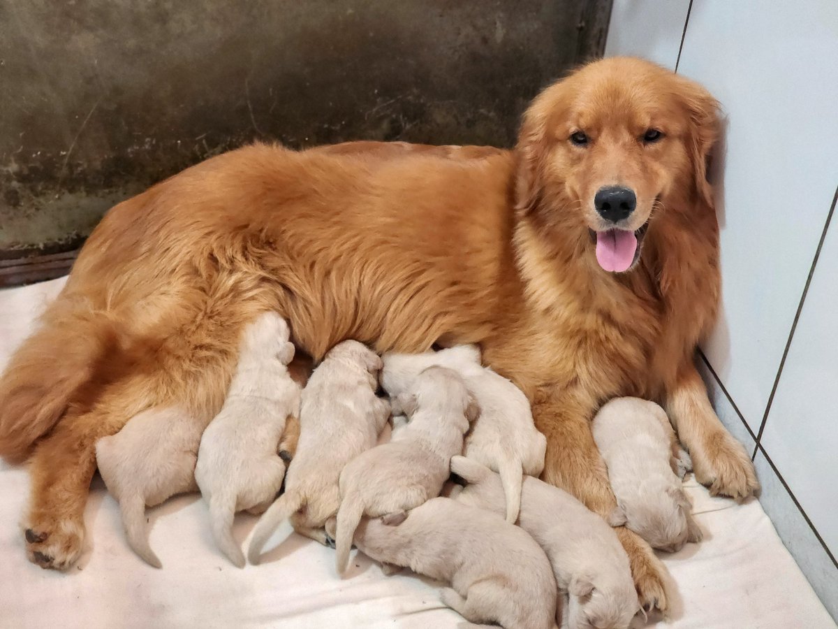 Muitos bebezinhos presente por aqui! E você já garantiu a realização do seu sonho? Vem pra Golden Joy! 💛🥰🐶 #goldenretriever #goldenretrievers #goldenretrieverpuppy #goldenretrieversofinstagram #goldenretrieverlover